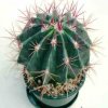 Ferocactus_pringlei